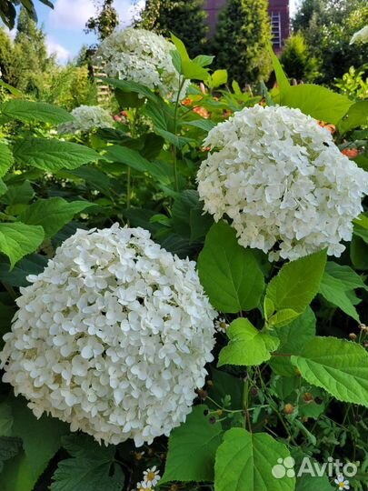 Гортензия древовидная