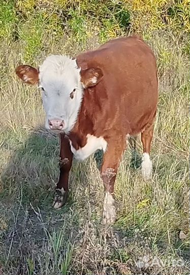 Продам быков и телок