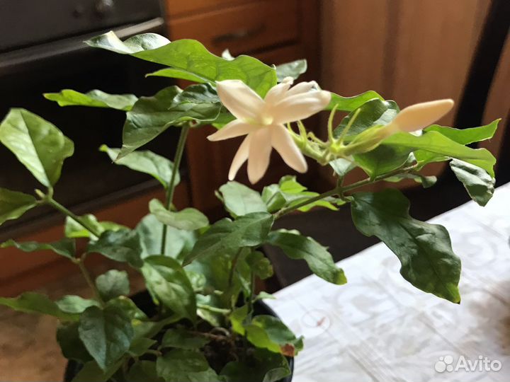 Герань ароматная, паслен жасминовидный