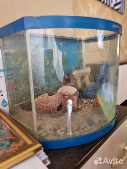 Аквариум
