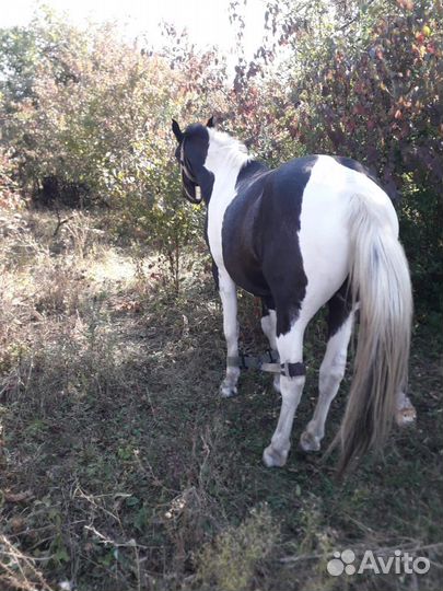 Лошадь жеребец