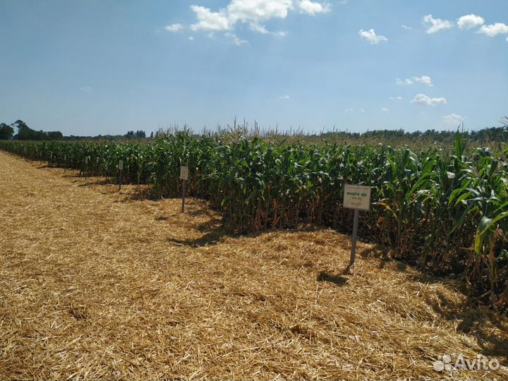 Семена кукурузы Сспк Ккз 