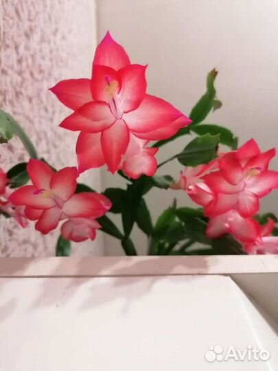 Декабрист шлюмбергера, пеларгонии, фиалки