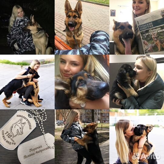 Дрессировка собак Воронеж