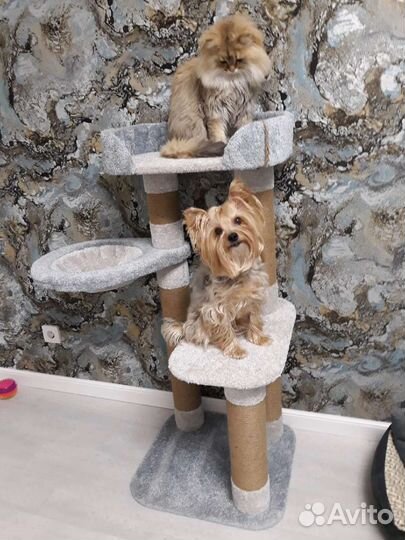 Когтеточка для кошек