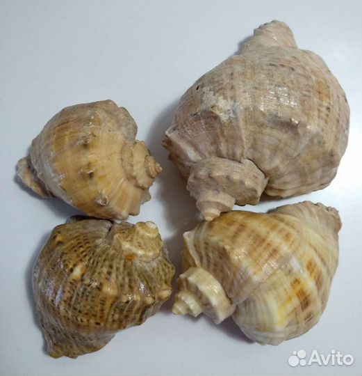 Ракушка морская