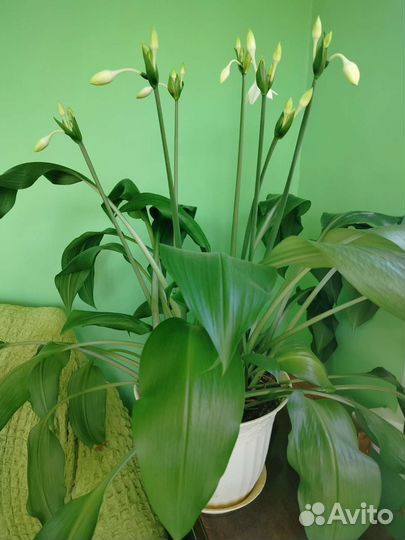 Лилия (эухарис)