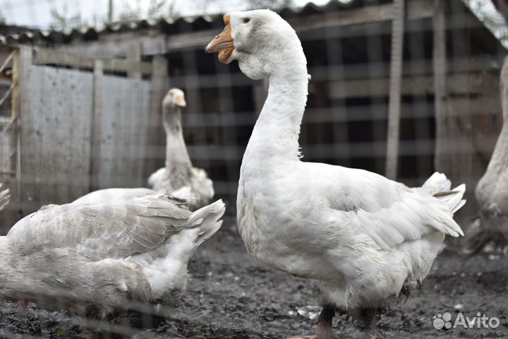 Холмогорские гуси. Гуси линда