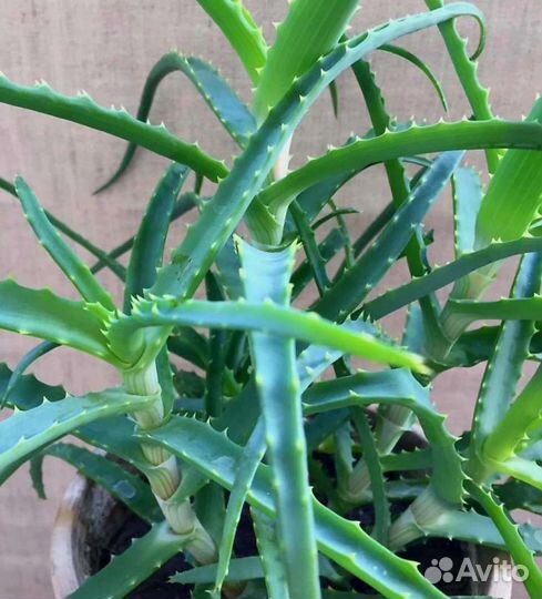 Алоэ лечебный