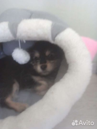 Маленькая собака чихуахуа