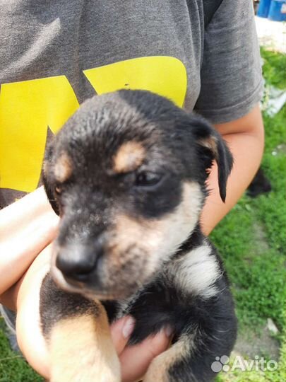 Маленькая собака полу такса дворняга