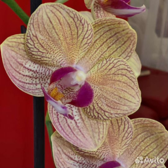 Орхидея фаленопсис