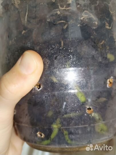 Орхидея фаленопсис