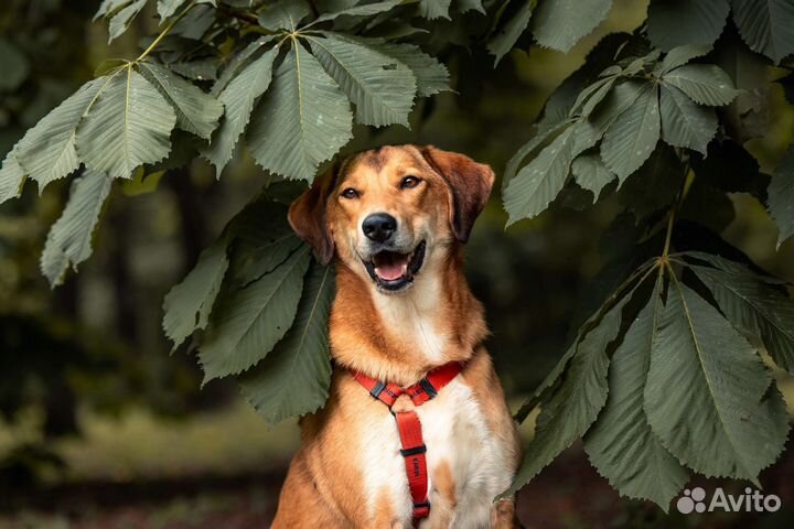 Собака в добрые руки