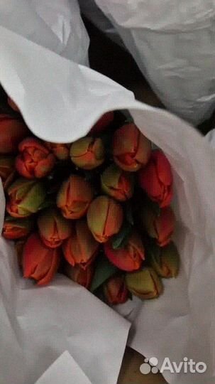 Тюльпаны опт