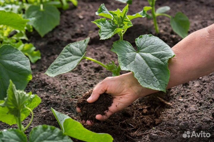 Грунт для теплиц