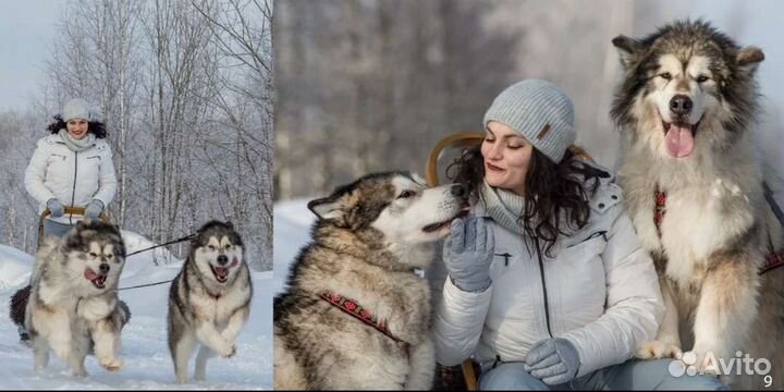 Аренда упряжек северных оленей и собак