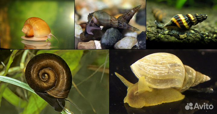 Сверчки,тараканы,личинки,улитки,грызуны,живой корм