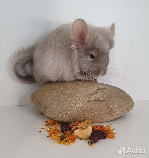 Шиншилленок ангорская пастель средняя нф 67