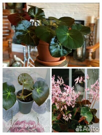 Бегония электрофила