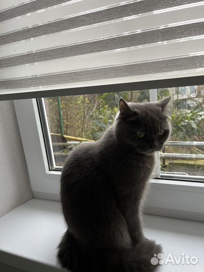Шотландская кошка вязка
