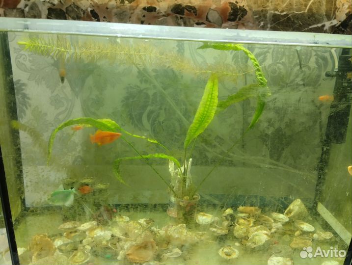 Аквариум с рыбками