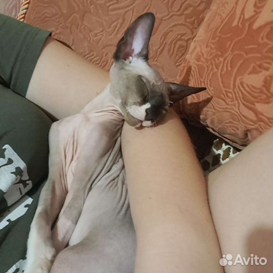 Канадский сфинкс