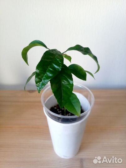 Комнатные растения цветы