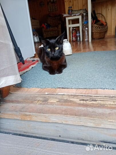 Помогите найти дом кошечке