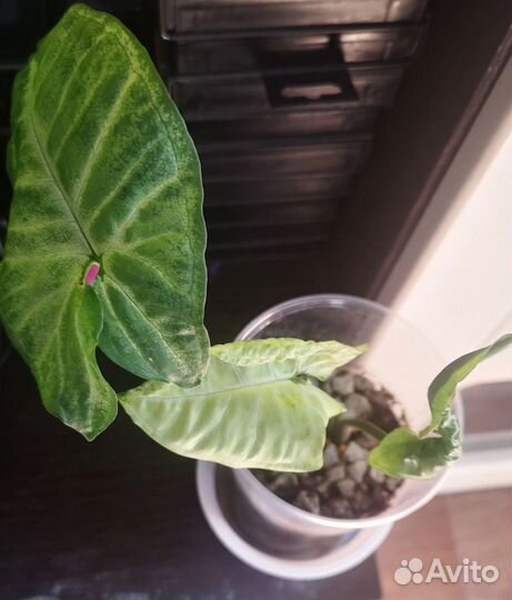 Сингониум батерфляй