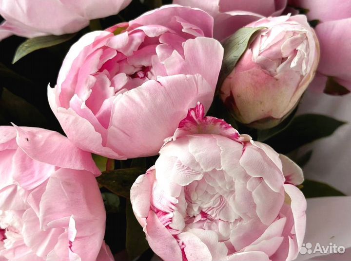 Букет пионов