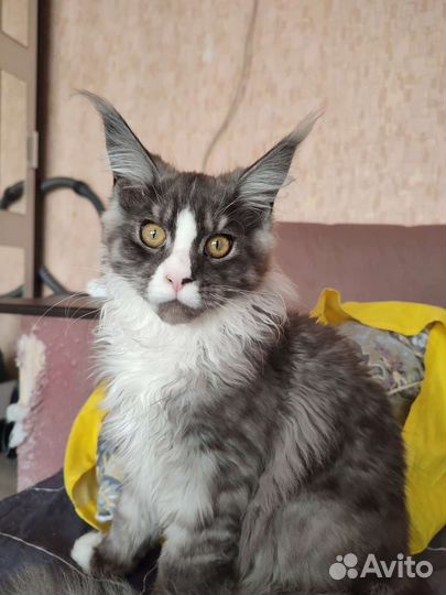 Котята мейн-кун