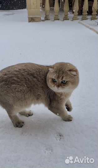 Кот на вязку
