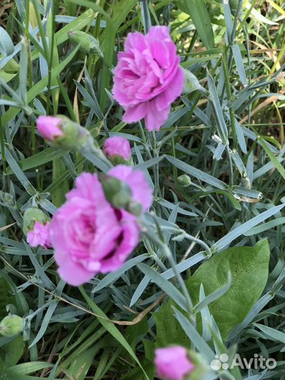 Гвоздика садовая