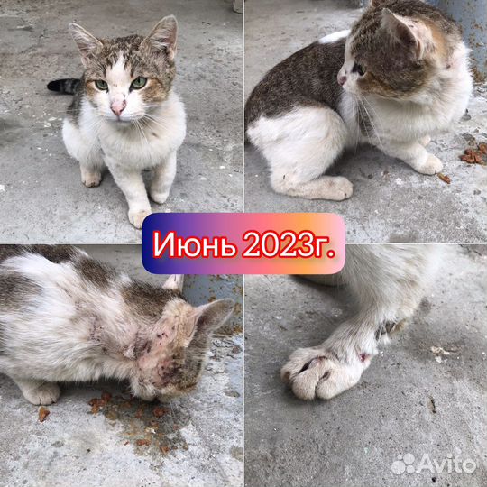 Кот в добрые руки