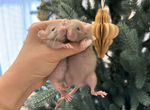 Новогодние крысята (Dumbo Chocolate)