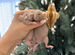 Канадские крысята (Dамбо), породисые крысы