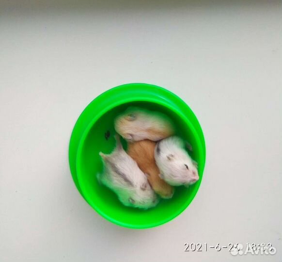 Хомяк малыши самые красивые