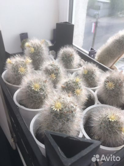 Кактус пушистый