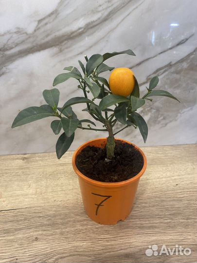 Мандариновое дерево