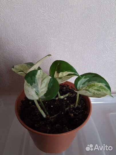 Эпипремнум