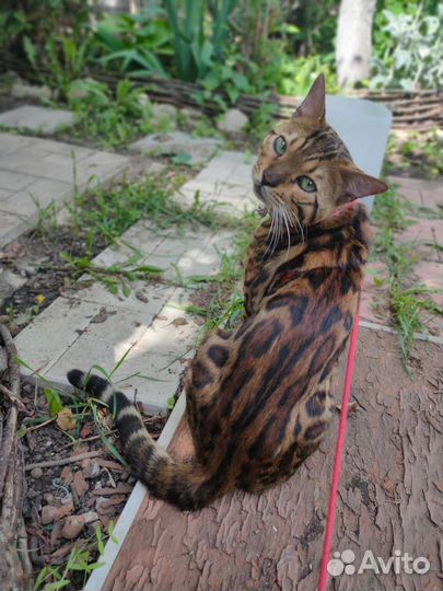 Бенгальский кот на вязку