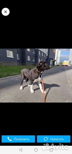 Щенки метис Алабая и Лайки мальчики