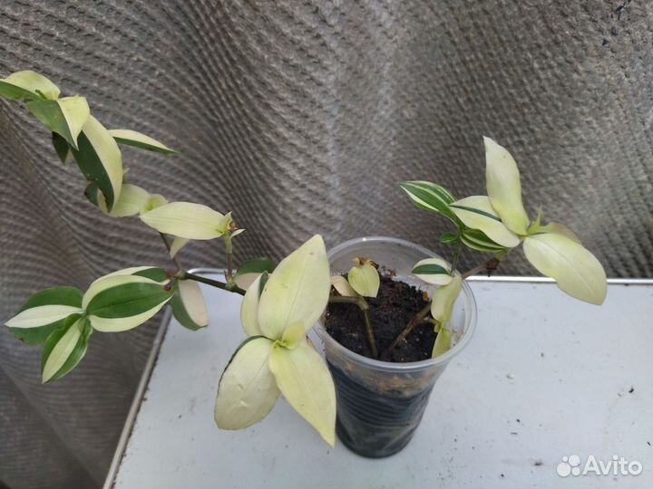 Традесканция белоцветковая