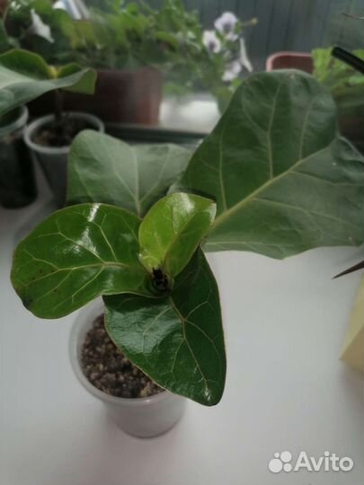 Фикус лирата бамбино