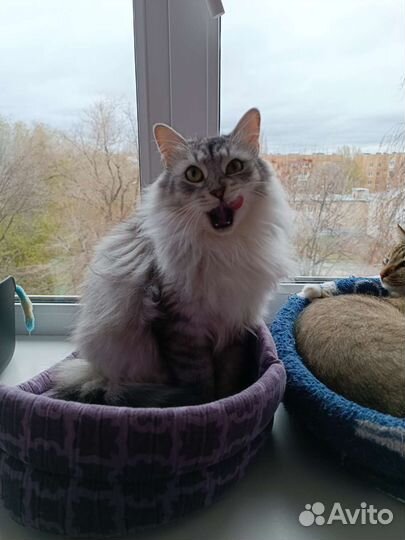 Кошка 1 год