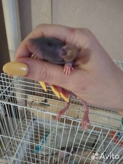 Сфинкс фазз