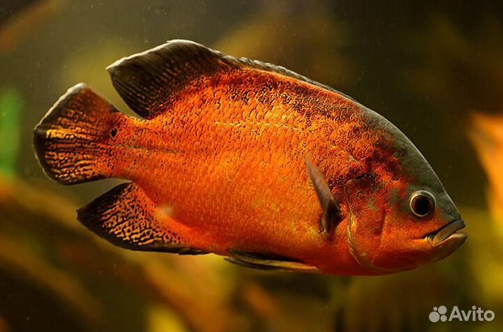 Живая рыба