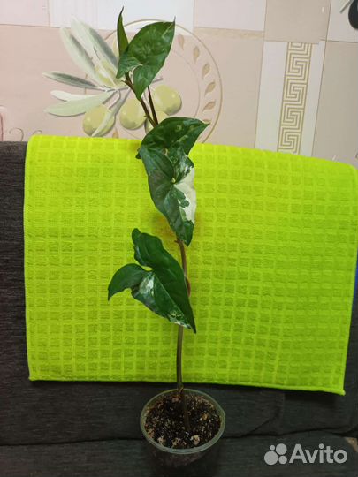 Сингониум варьетивный