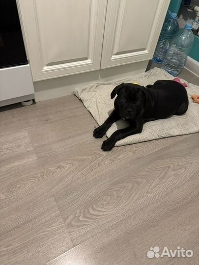 Собаки щенки